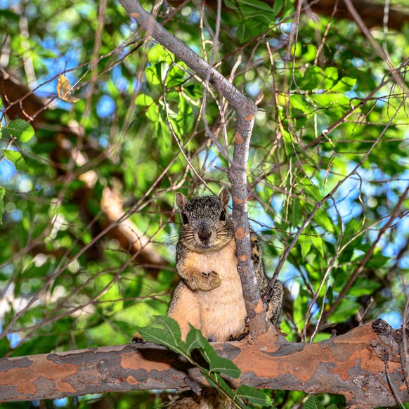 cute news animal tier eichhörnchen squirrel

https://www.reddit.com/r/squirrels/comments/xulfhg/i_always_feel_like_somebodys_watching_me_and_i/