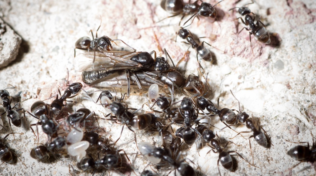 Tapinoma magnum queen and male mate while many workers move larvae and pupa