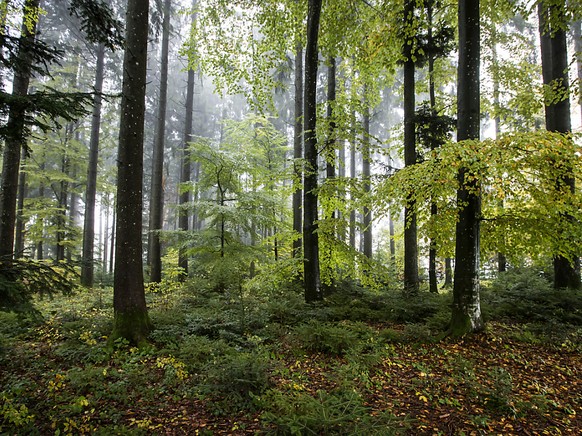 Das Blätterdach im Wald hält die Hitze zurück. (Archivbild)