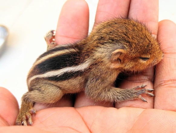 cute news animal tier squirrel eichhörnchen

https://www.reddit.com/r/aww/comments/pxwyl9/found_this_cute_baby_squirrel_fell_from_tree/