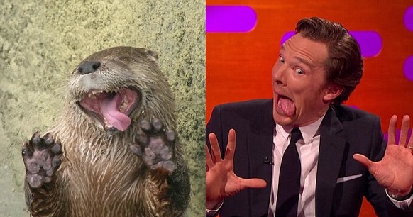 Wenn ein Frosch auf einem Käfer reitet: Tiere treiben auch gerne Unfug
Gib mal seinen Namen und Otter bei Google ein. Dieser Gag kursiert schon seit Jahren und Cumberbatch, selber ein Spassvogel, hat  ...