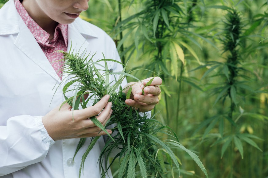 Cannabis: In den Niederlanden dürfen heute bis zu fünf Pflanzen pro Person angebaut werden, bald könnte diese Beschränkung aufgehoben werden.