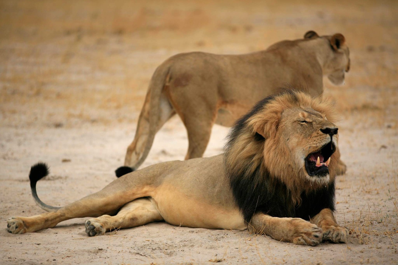 Das Löwenmännchen Cecil war im Nationalpark&nbsp;Hwange-Nationalpark in Simbabwe eine Berühmtheit.