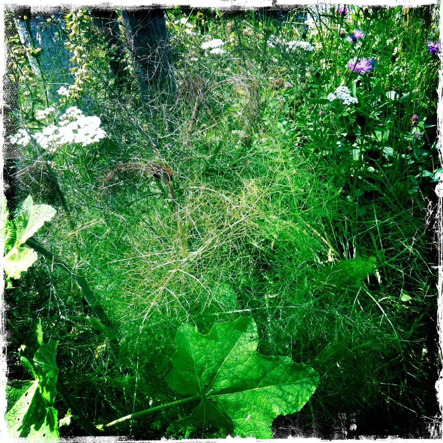 Wilder Fenchel am Bullingerplatz.