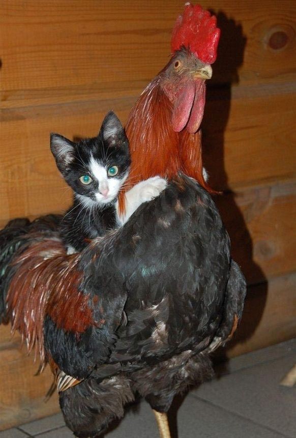 Ah, endlich! So ein Bild kann nur eins bedeuten: PICDUMP
small pussy riding a huge cock ;D