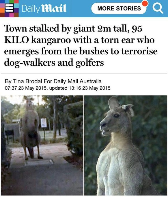 «Kleinstadt von zwei Meter grossem, 95 Kilogramm schwerem Känguru mit zerfetztem Ohr heimgesucht, das aus Büschen  auftaucht, um Hundespaziergänger und Golfer zu terrorisieren.»