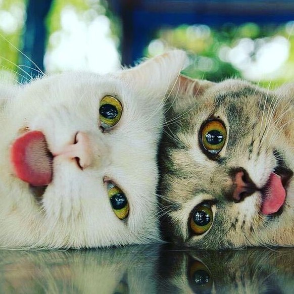Katzen strecken Zunge raus
