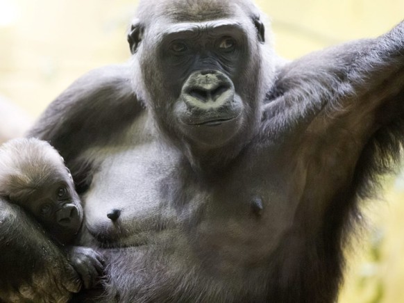 Ein Flachlandgorilla-Weibchen h�lt seine Tochter im Arm: Diese Art geh�rt laut WWF zu den besonders gef�hrdeten Tieren.