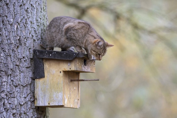 Katze jagt Vogel. Symbolbild