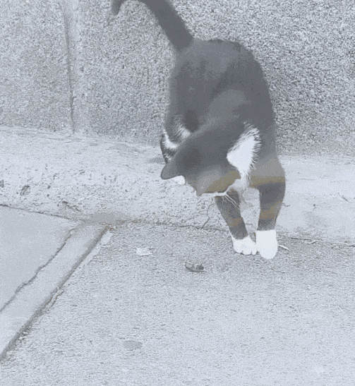 Animiertes GIF