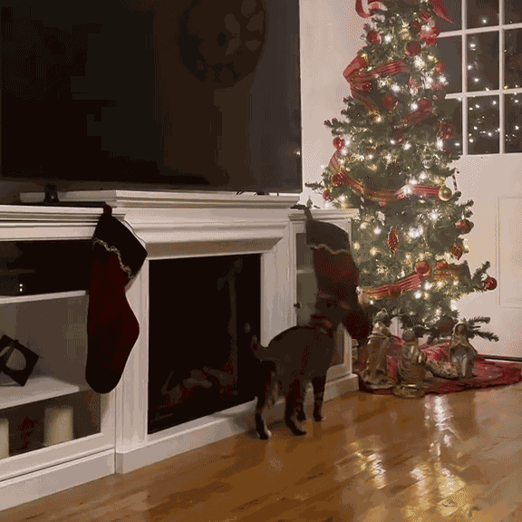 Animiertes GIF