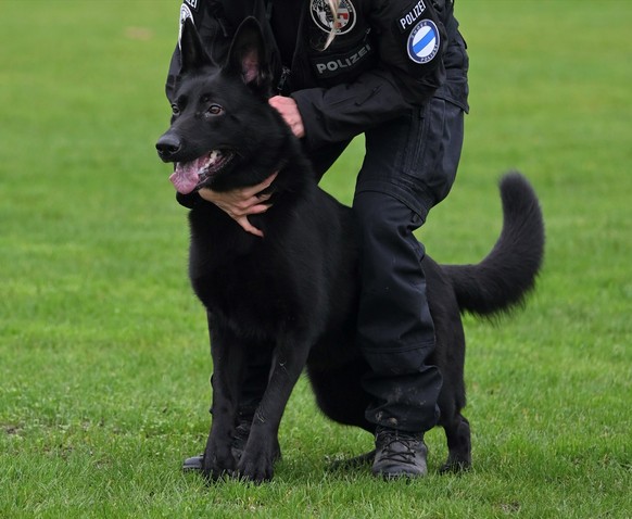 Polizeihündin Payah