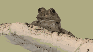 Animiertes GIF