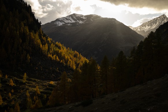 Gelbe Laerchen, Rothorn und Schwarzhorn, aufgenommen am Mittwoch, 12. Oktober 2022, am Fluelapass bei Susch. (KEYSTONE/Gian Ehrenzeller)