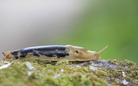 Kolumbianische Wegschnecke, Bananenschnecke (Ariolimax columbianus), Schnecke kriecht auf einem bemoosten Baumstamm, Kanada, Vancouver Island Pacific banana slug, giant yellow slug (Ariolimax columbia ...