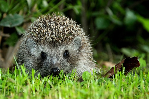 igel