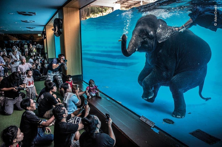 Wildlife Photographer 2021 (Bilder nur für die Siegerstory verwenden!!!)