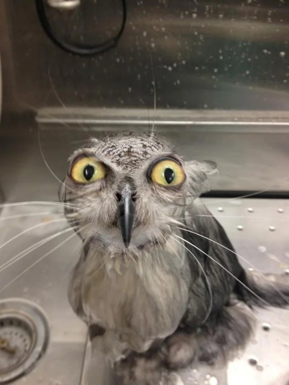 cute nwes tier eule

https://www.reddit.com/r/Animals/comments/1m7vwdu/before_and_after/