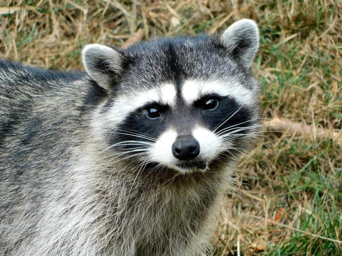 cute news tier waschbär

https://www.reddit.com/r/Raccoons/comments/16l5tz9/sunday_brunch_with_boone/