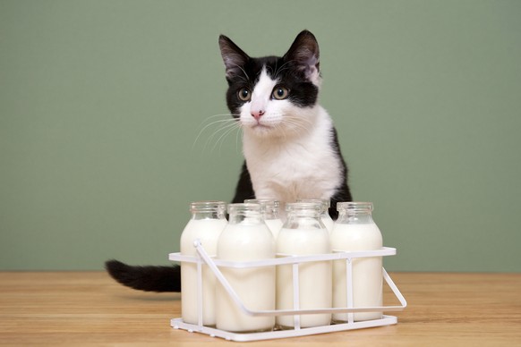 Katze Milch
https://www.shutterstock.com/download/success?src=Yf9cQ-PXIaUbWtiWOo-08Q-1-1