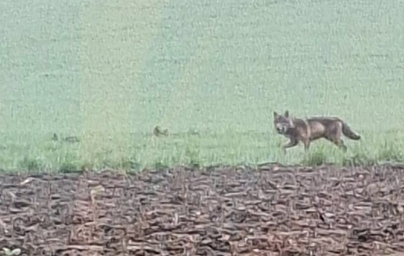 Wolf im Kanton Zürich