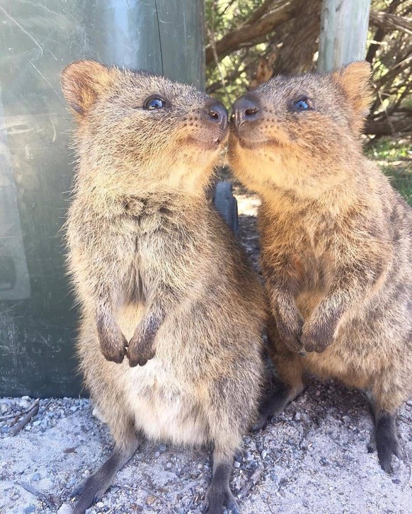 25 lustige Tiere fÃ¼r einen tollen Start ins Weekend (inkl. 1 dicken Ott)
Das Quokka beim Schmusen.