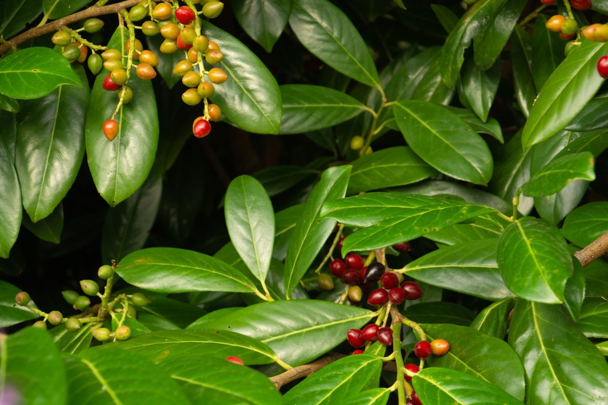 Close-up of ripened highly poisonous fruits of the evergreen english laurel bush, Fruits and leaves of the common laurel hedge in the ornamental garden in bavaria close-up
