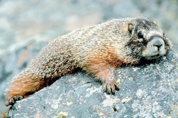 Murmeltier
Cute News
https://de.wikipedia.org/wiki/Murmeltiere#/media/File:Marmot_in_Grand_Teton_NP-NPS.jpg