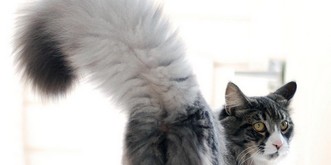 Diese Katzen haben so richtig flauschige Schwänze