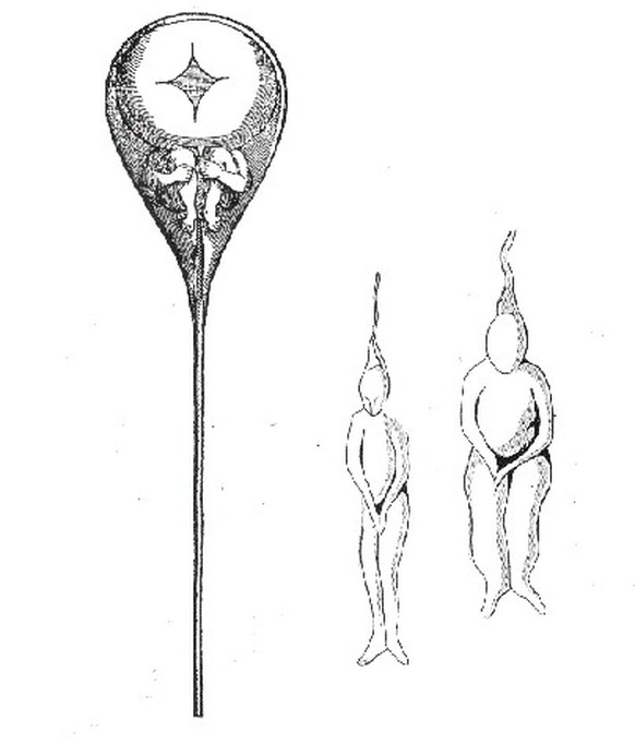 Der Erfinder des Mikroskops, Antoni van Leeuwenhoek, entdeckte 1677 auch die Spermien, die er für miniaturisierte vorgebildete Lebewesen («Samentiere») hielt. Im Bild die 1694 von Nicolas Hartsoeker a ...