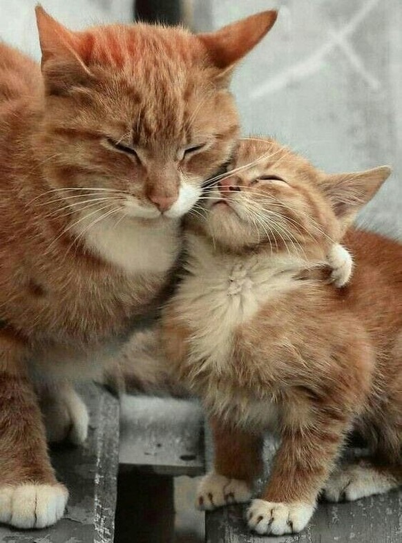 cute news tier katzen

https://www.reddit.com/r/Animal/comments/14wmq4t/lovely/