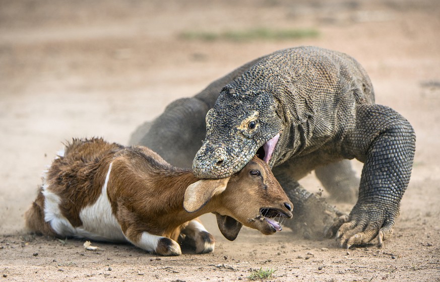 Fataler Biss: Der Komododrachen in Aktion.