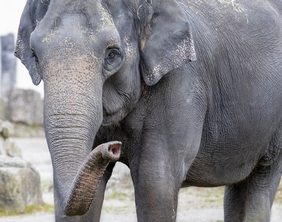 Tierpark Hellabrunn; Asiatischer Elefant Elephas maximus; Panang