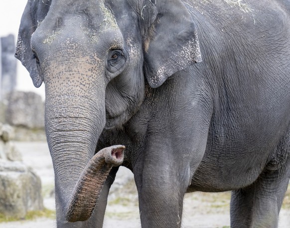 Hellabrunn Zoo;  Asian elephant Elephas maximus;  Panang
