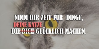 10 motivierende Weisheiten, die wir von unseren Katzen lernen können