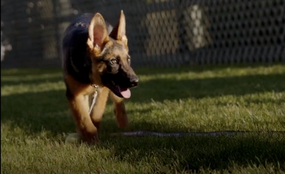 commander. der neue hund von joe biden