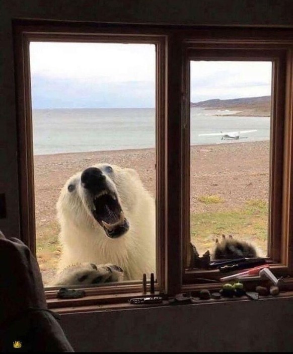 Polar bear visiting.