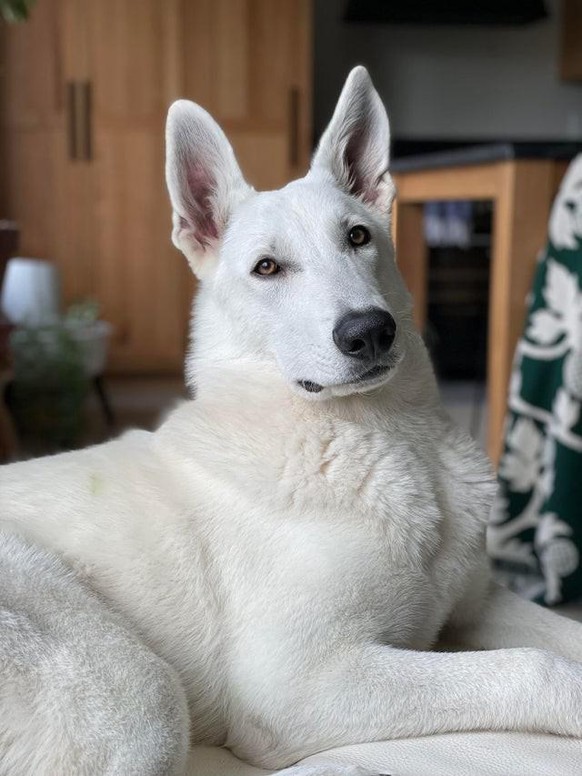 cute news hund dog 

https://www.reddit.com/r/rarepuppers/comments/rglm9t/this_is_lincoln_hes_9_months_old_and_a_very_good/