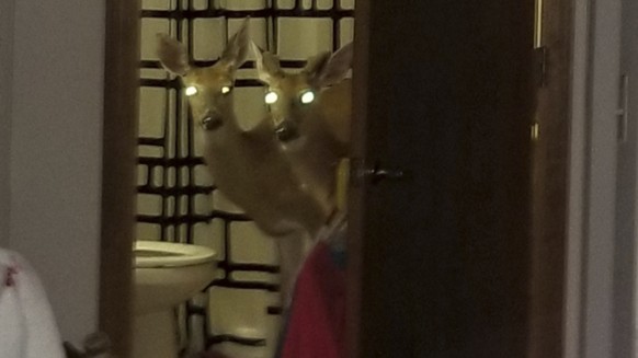 In this June 4, 2019 photo provided by the Decatur Police Department in Decatur, Ind., shows two deer peering from the bathroom of an apartment in Decatur, Ind. Police said three of the animals crashe ...