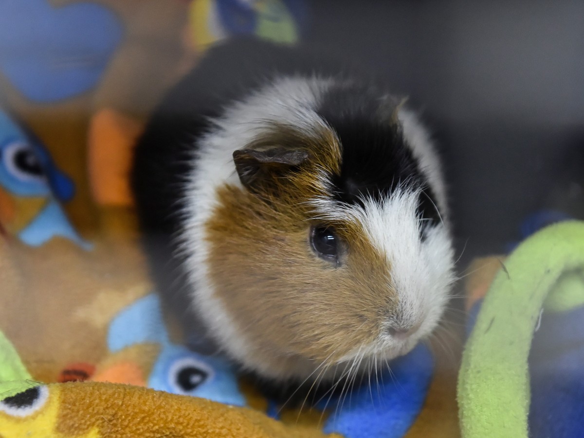 epa09106487 Temporary home for small animals in Lublin, Poland, 30 March 2021. The facility runs a 'Window of Life for Small Animals', where a person can anonymously and without giving any r ...