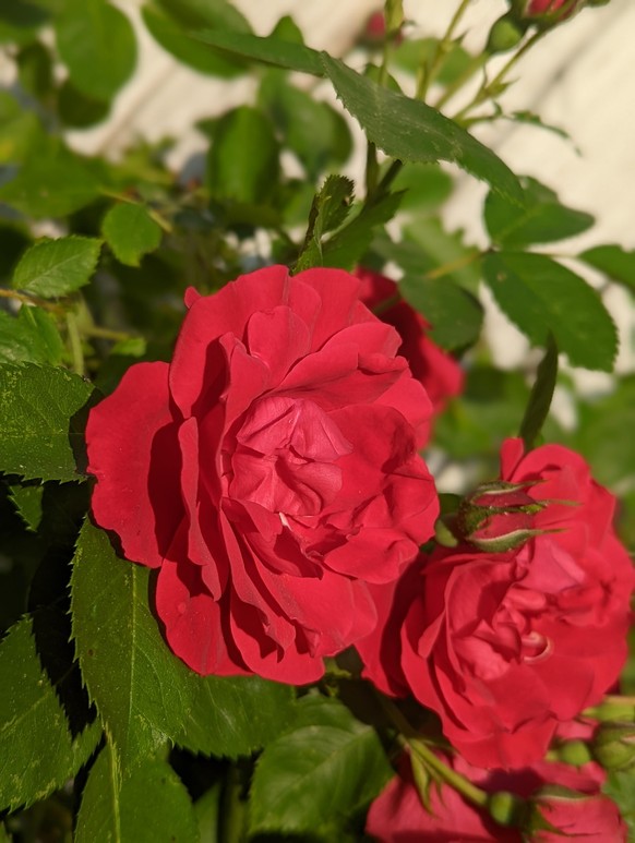 Der Zauber der Rosen findest du in diesen 9 kleinen Paradiesen der Schweiz\n...oder bei mir im Garten.