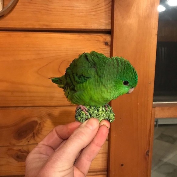 cute news animal tier vogel parrot

https://old.reddit.com/r/PartyParrot/comments/cz3m7k/broccoli_boi/