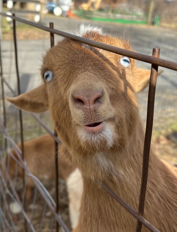 cute news tier ziege

https://www.reddit.com/r/AnimalsBeingDerps/comments/18gmyj4/goat_derp/