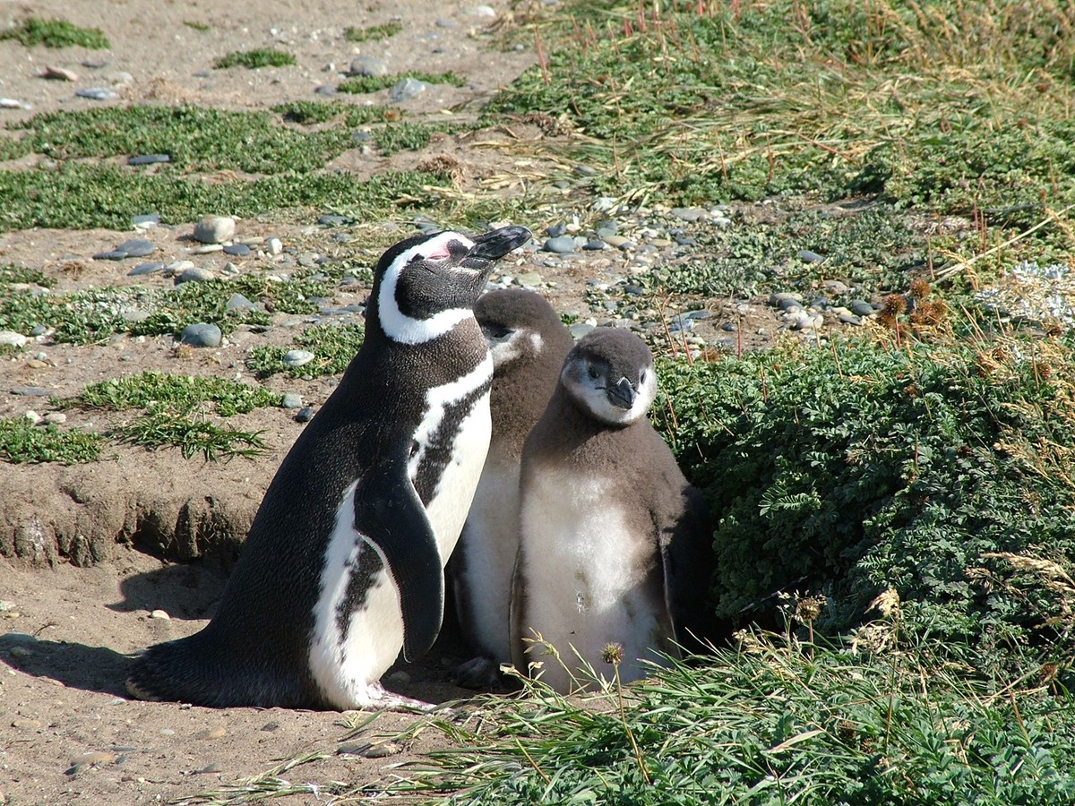 Magellan-Pinguin mit Küken vor Bruthöhle in Patagonien