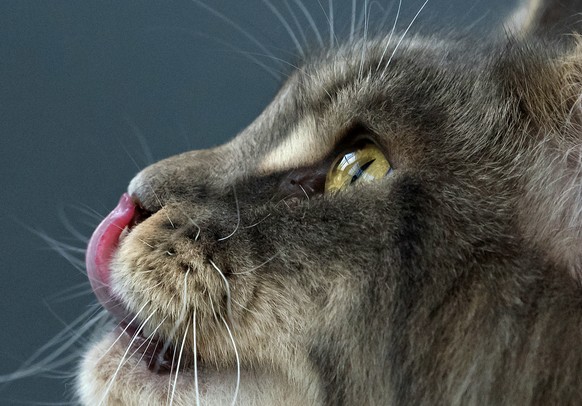 The Maine Coon cat &#039;Ch. di Caprio of Reichenberg&#039; waits during the International pedigree dog and purebred cat exhibition in Erfurt, central Germany, Saturday, May 6, 2017. 4,348 dogs and 20 ...