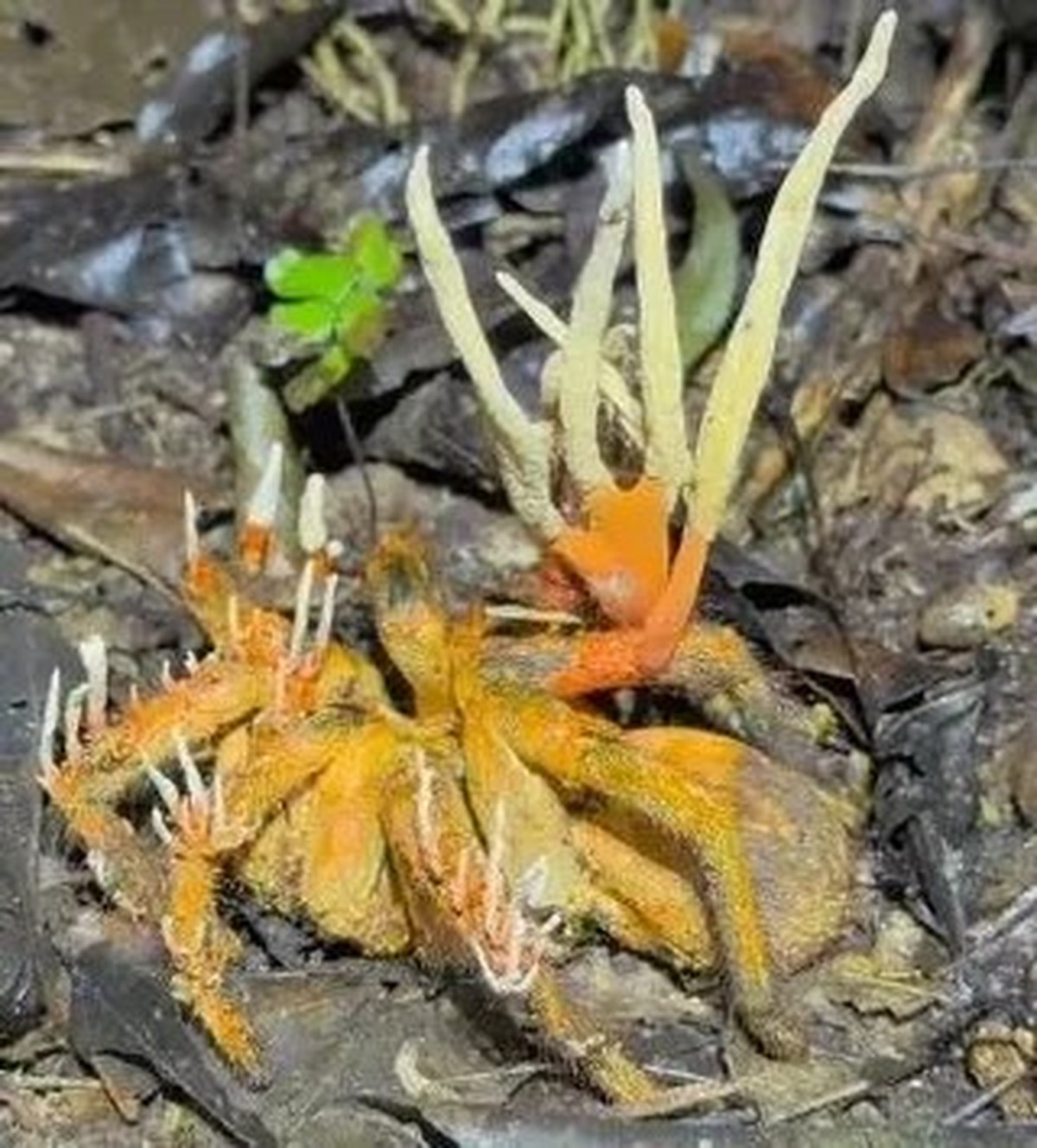 creepy nature

https://www.reddit.com/r/oddlyterrifying/comments/1lfhag1/i_did_not_know_tarantulas_could_get_infected_like/