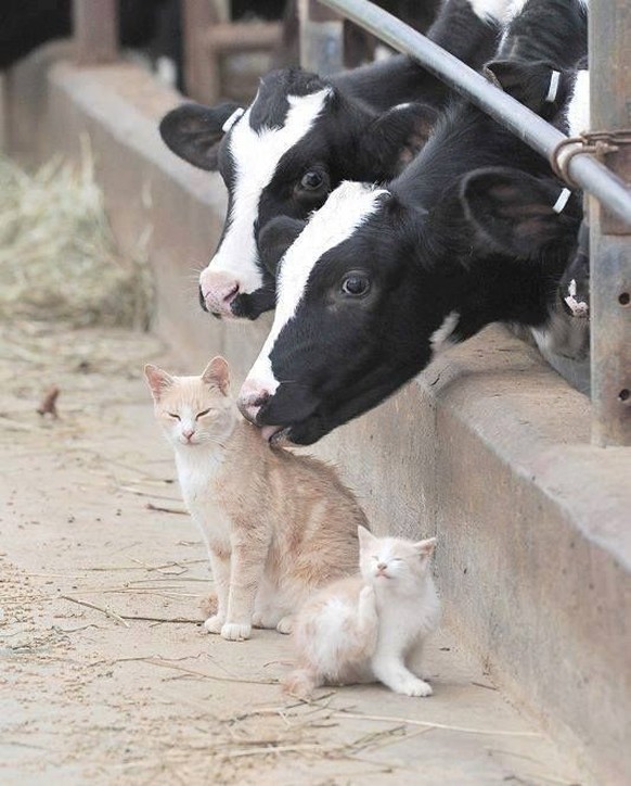 Katzen in einer besonderen Beziehung