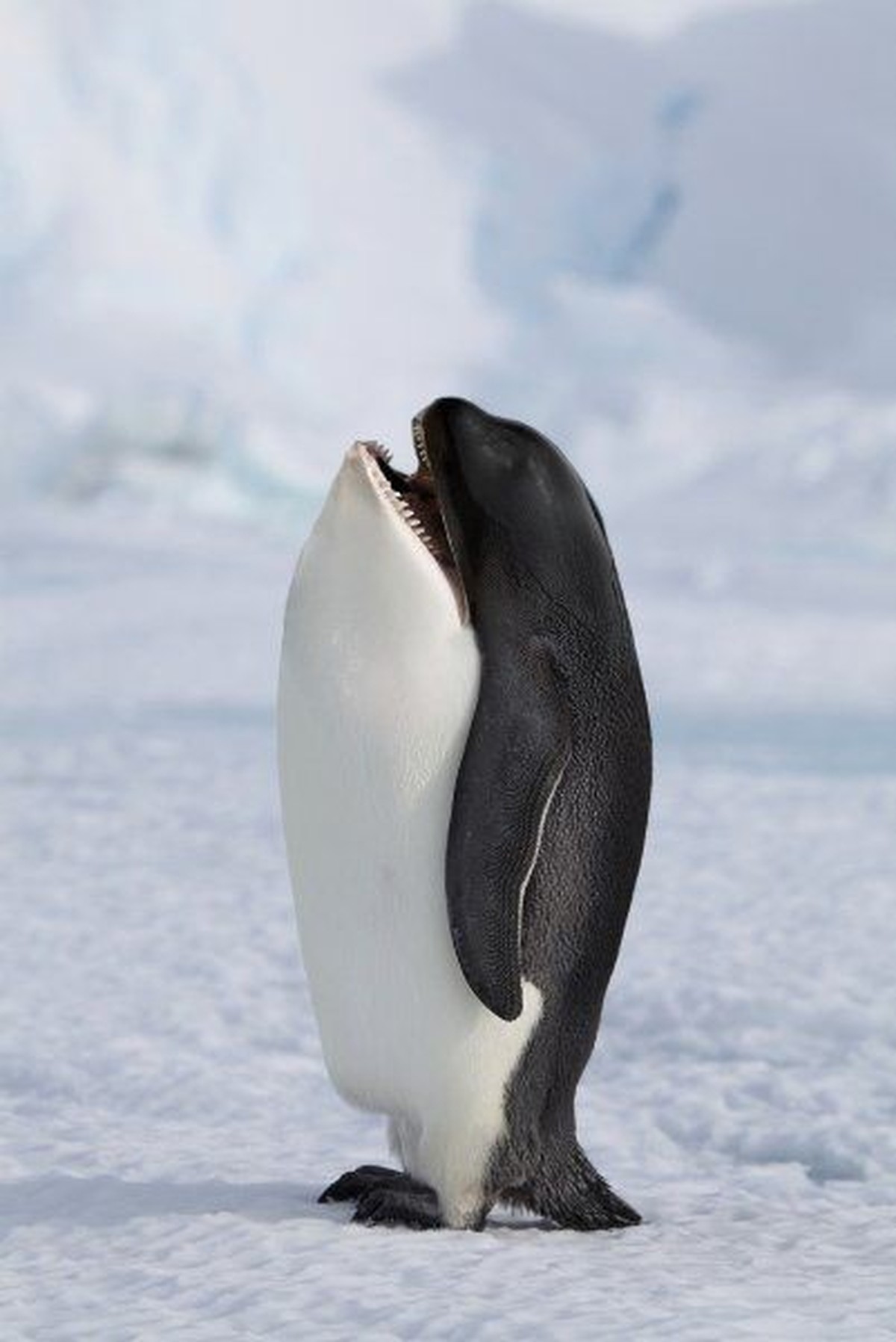 cute news photoshop

https://ch.pinterest.com/pin/1121888957171362037/i