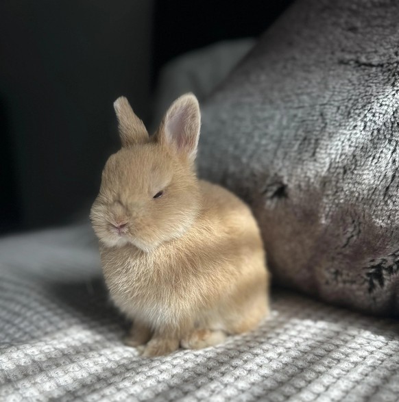 cute news animal bunny https://www.reddit.com/r/aww/comments/13pok9v/my_sister_brought_this_guy_home/