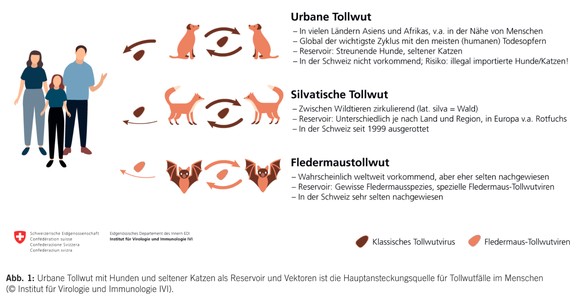 Tollwut Arten Institut für Virologie und Immunologie